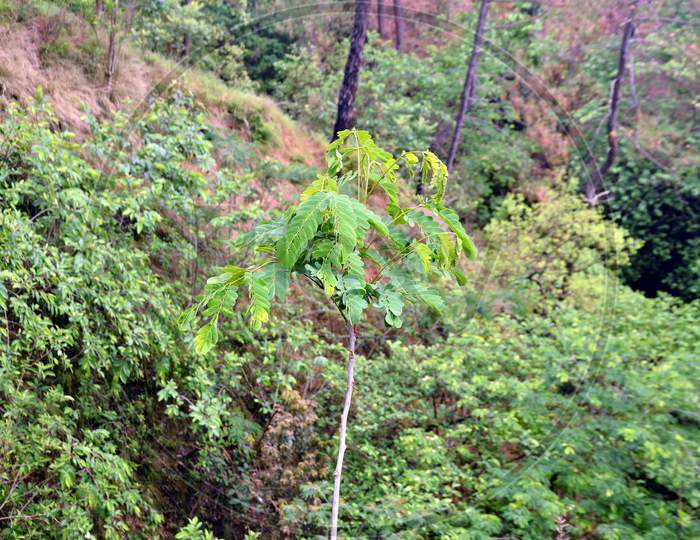 Small Plant Of Leafs  In Forest Of Himachal Pradesh India 35