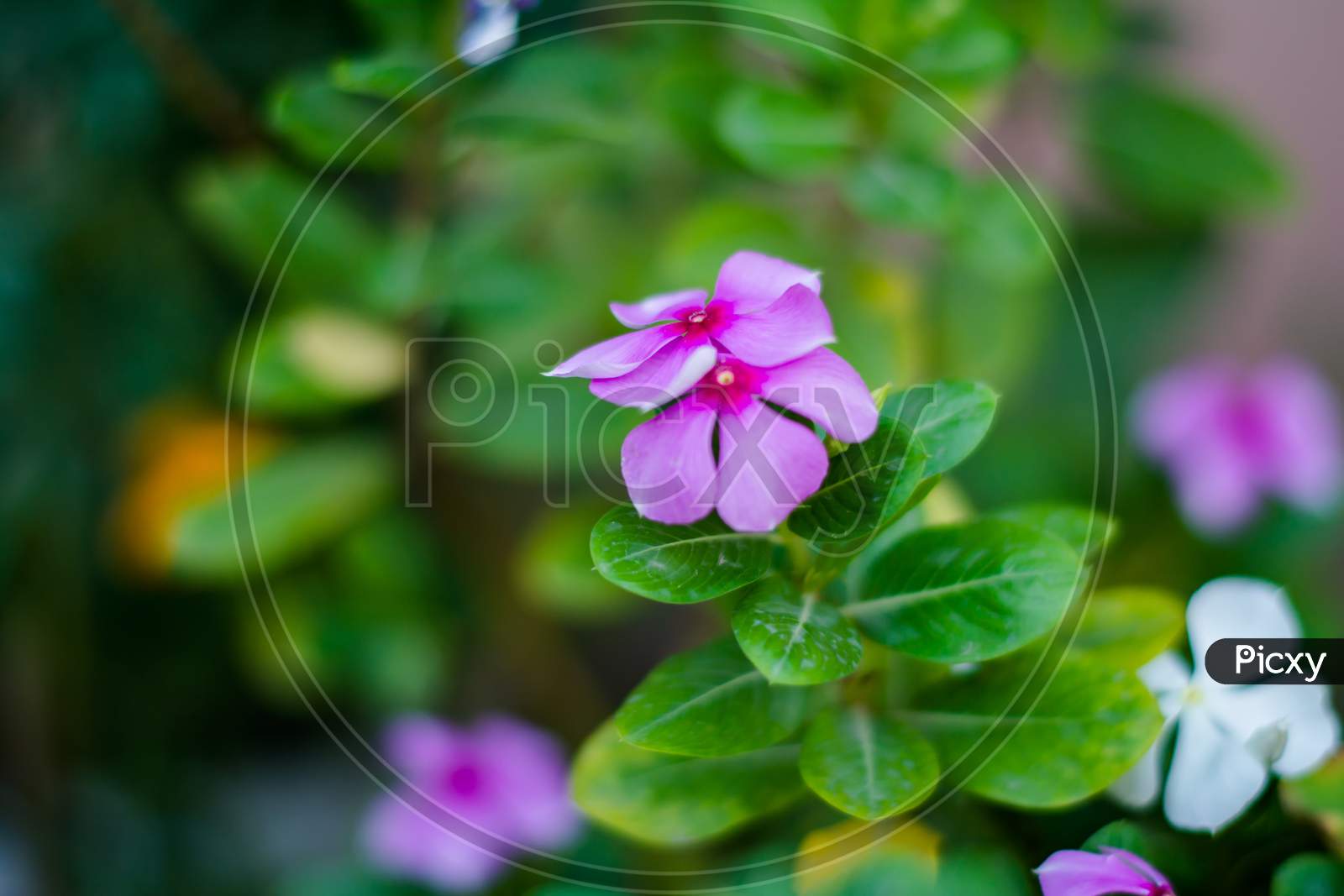 Madagascar Periwinkle also known as  Sadaabahaar flower