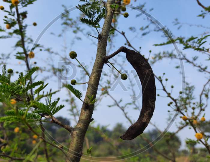 It is a Vachellia nilotica fruits.