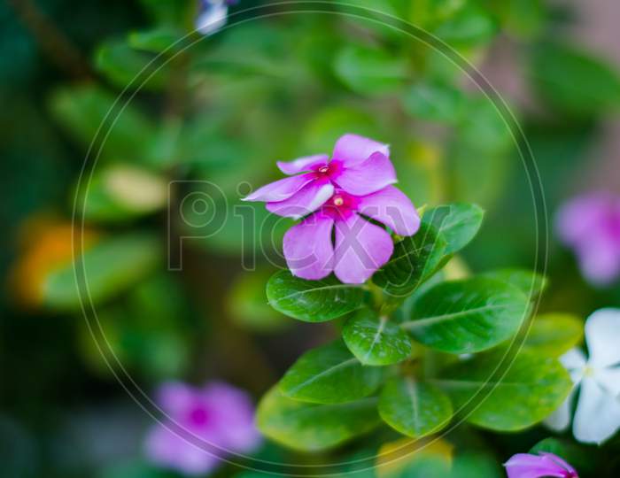 Madagascar Periwinkle also known as  Sadaabahaar flower