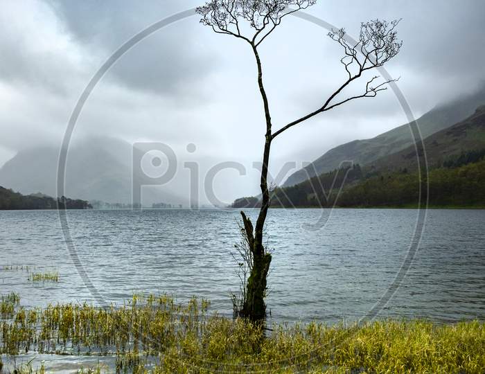 A morning shot of a lone tree by the lake side.