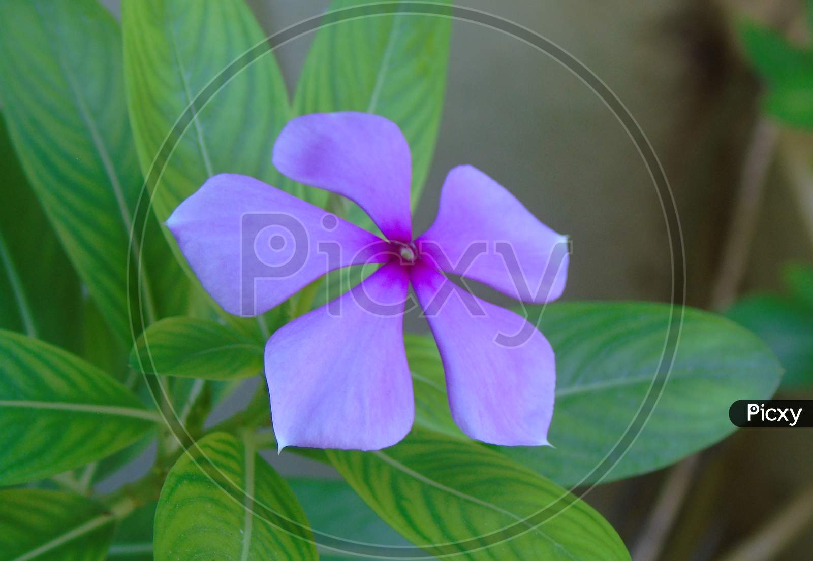cute purple flower