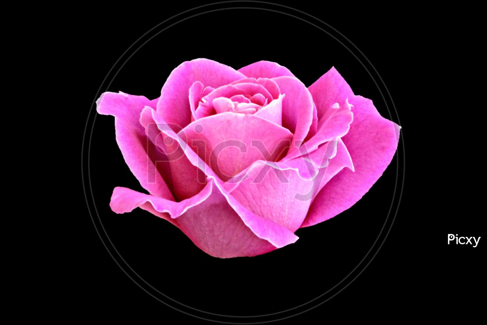 Fresh pink rose isolated on a black background.