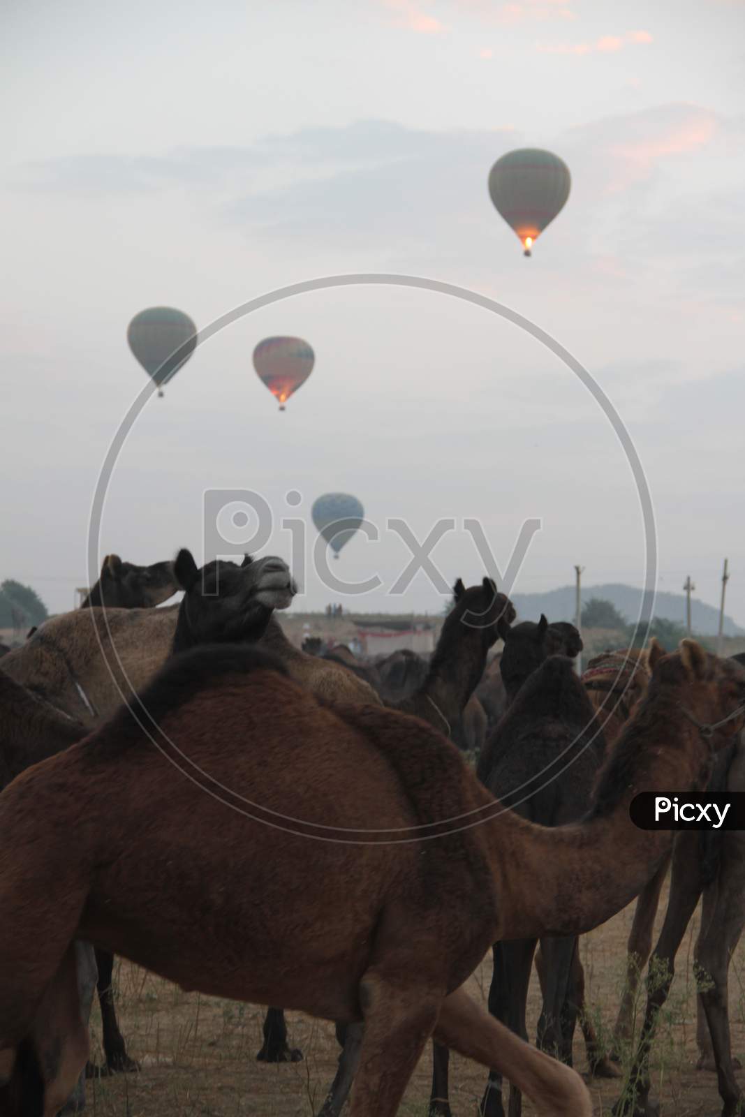 Herd of Camels in Pushkar Camel Fair, Rajasthan