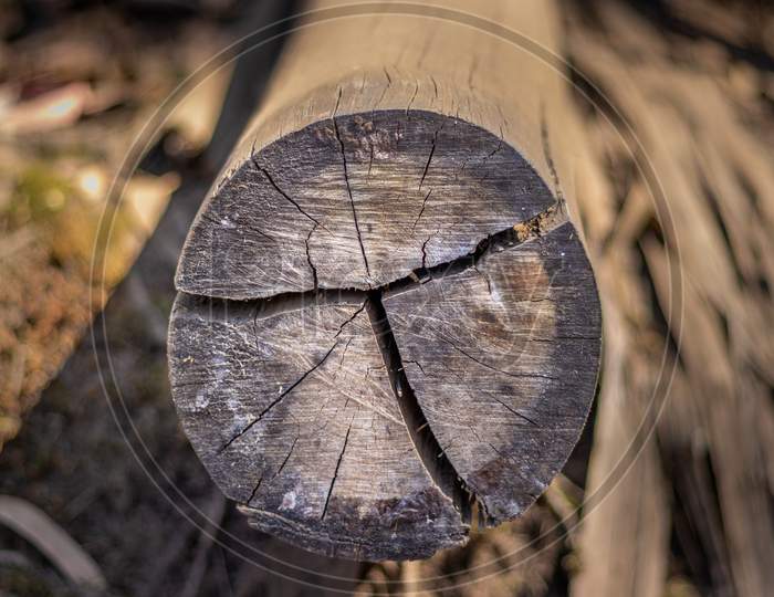 Wood Dry Art Pattern Done By Nature