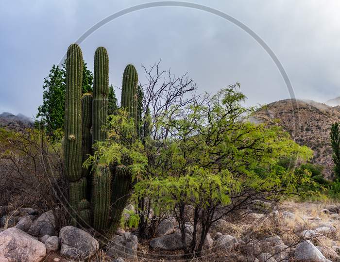 Mountainous Landscape During A Cloudy Day. Enorm Cactus And Tree In The Foreground.