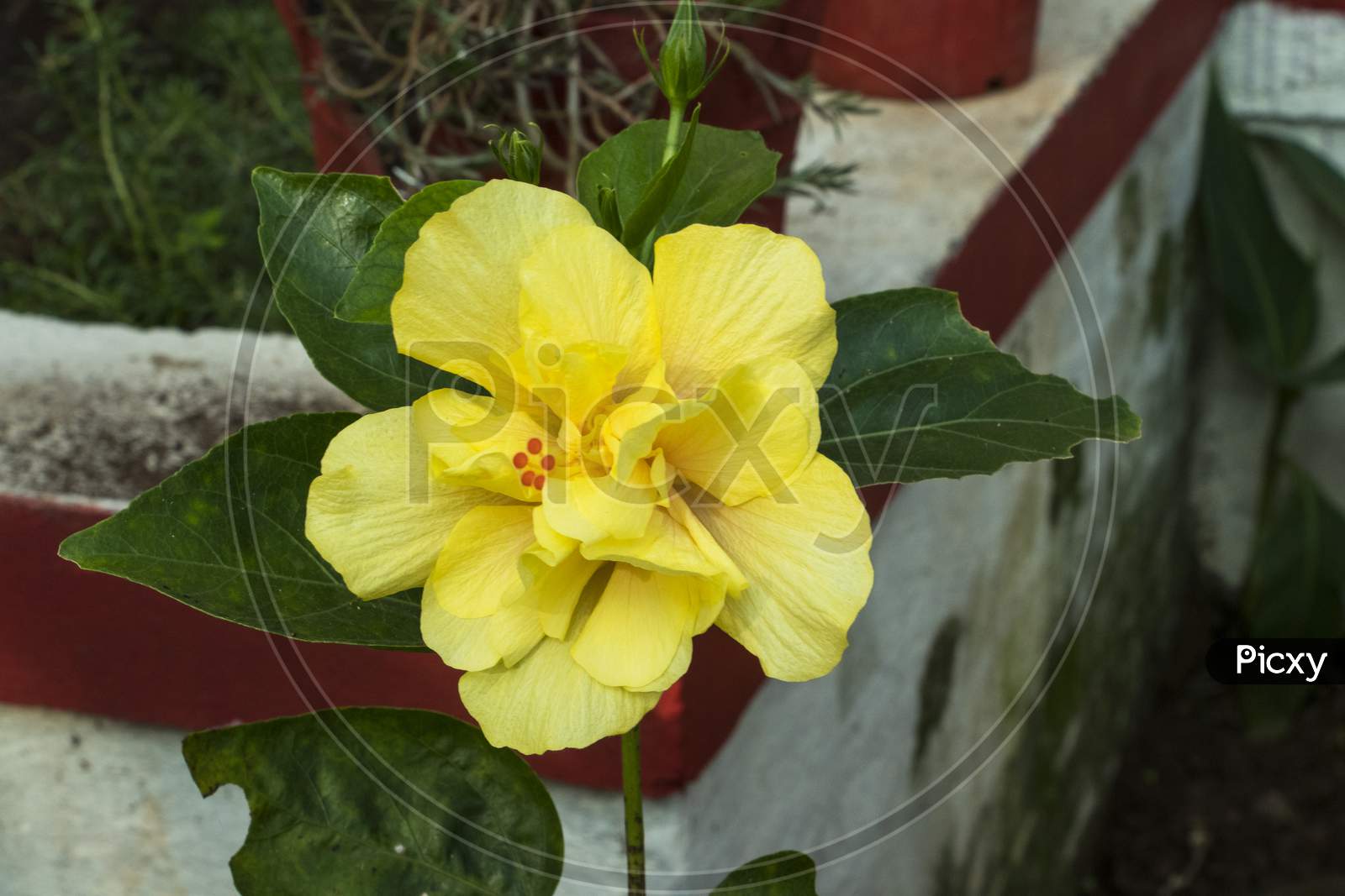 Jasvandi Flower with beauty