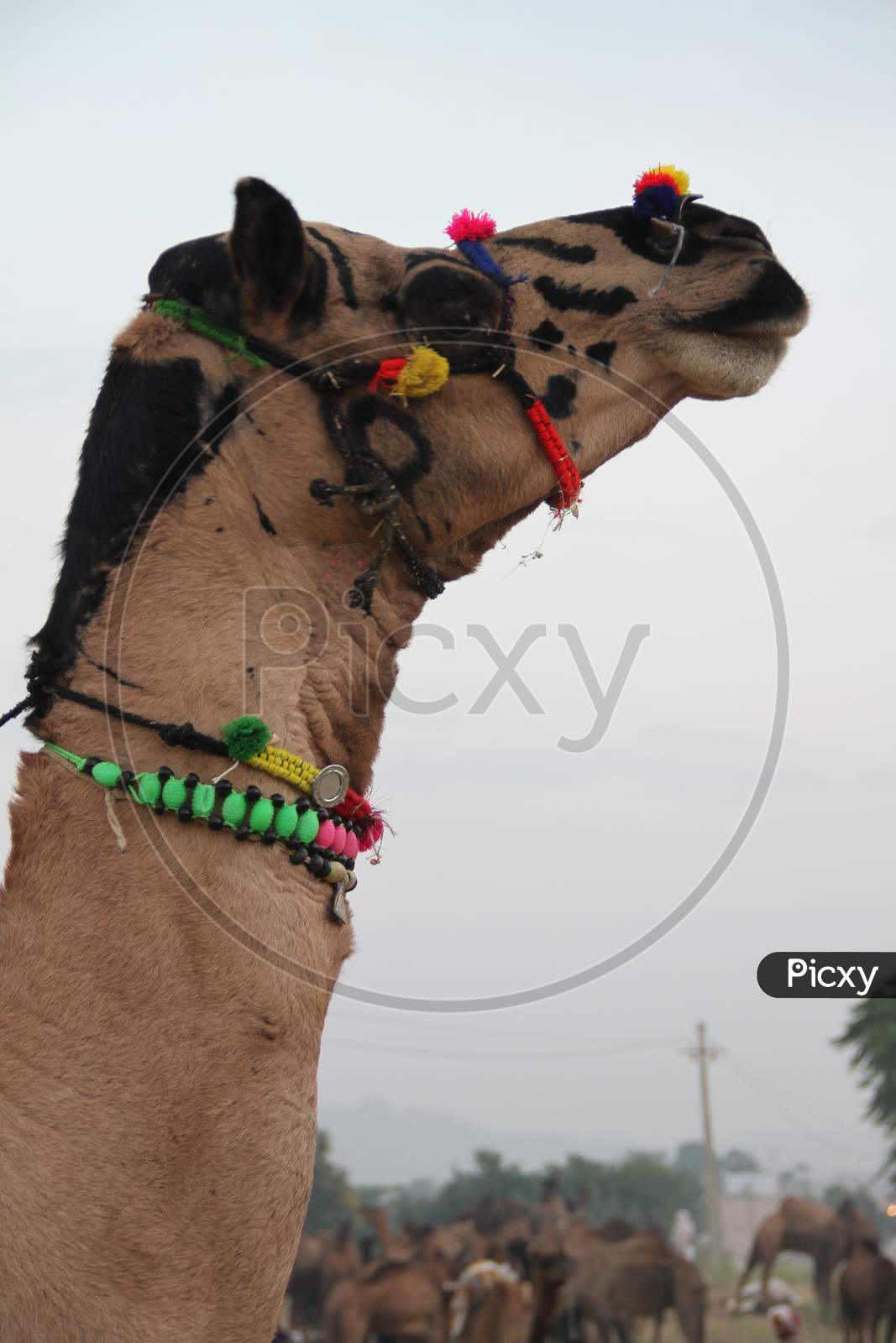 Pushkar Camel Fair In Pushkar In Rajasthan.