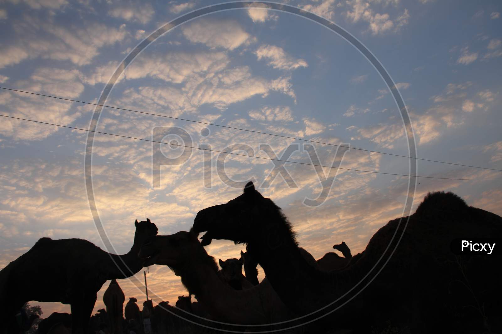 Silhouette Of Camels Over Sunset Sky in Pushkar Camel Fair, Rajasthan