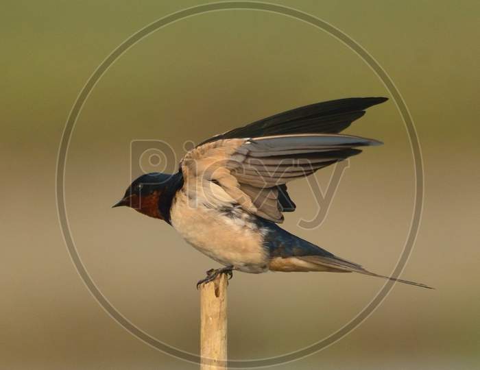 barn swallow bird in aperch