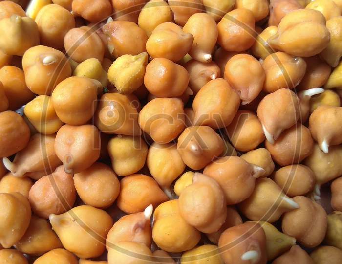 Soaked chickpeas. Chickpeas are hign in proteins and a common ingredient hummus, chana masala and falafel. Nutritious, healthy and high proteinaceous food.soaked chickpeas background.