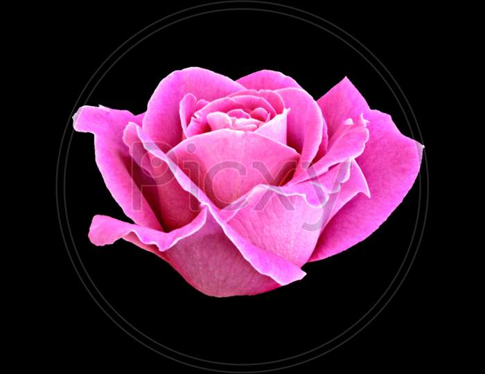 Fresh pink rose isolated on a black background.