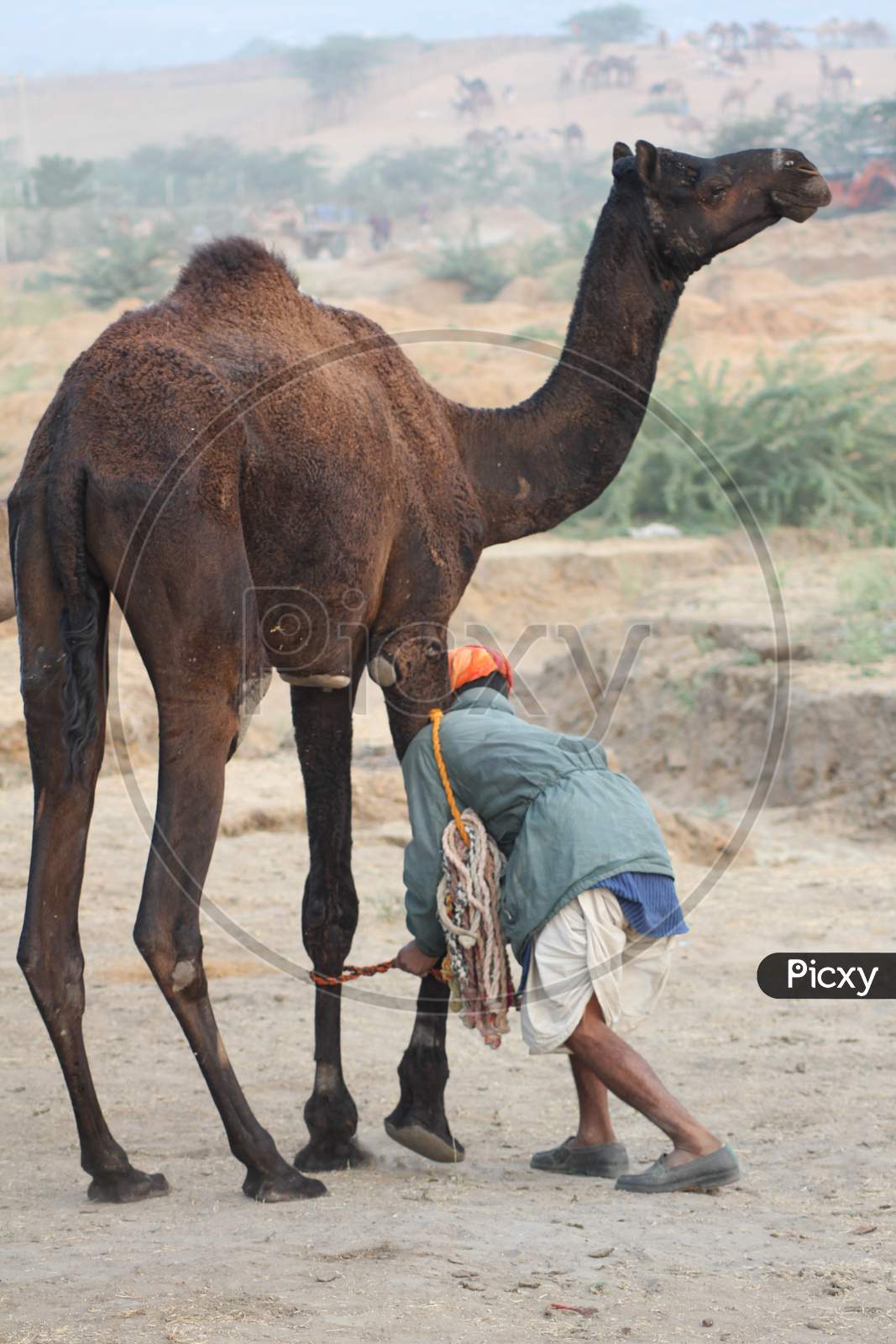 Camels In Pushkar Camel Fair in Rajasthan
