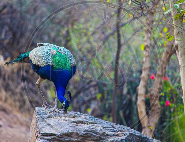 Pavo is a genus of two species in the pheasant family. The two species, along with the Congo peacock, are known as peafowl.