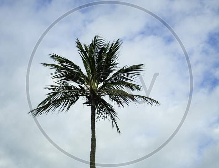 Beautiful Cup Of A Palm Tree. Coconut Tree Leaves. Tree Of The Beaches.