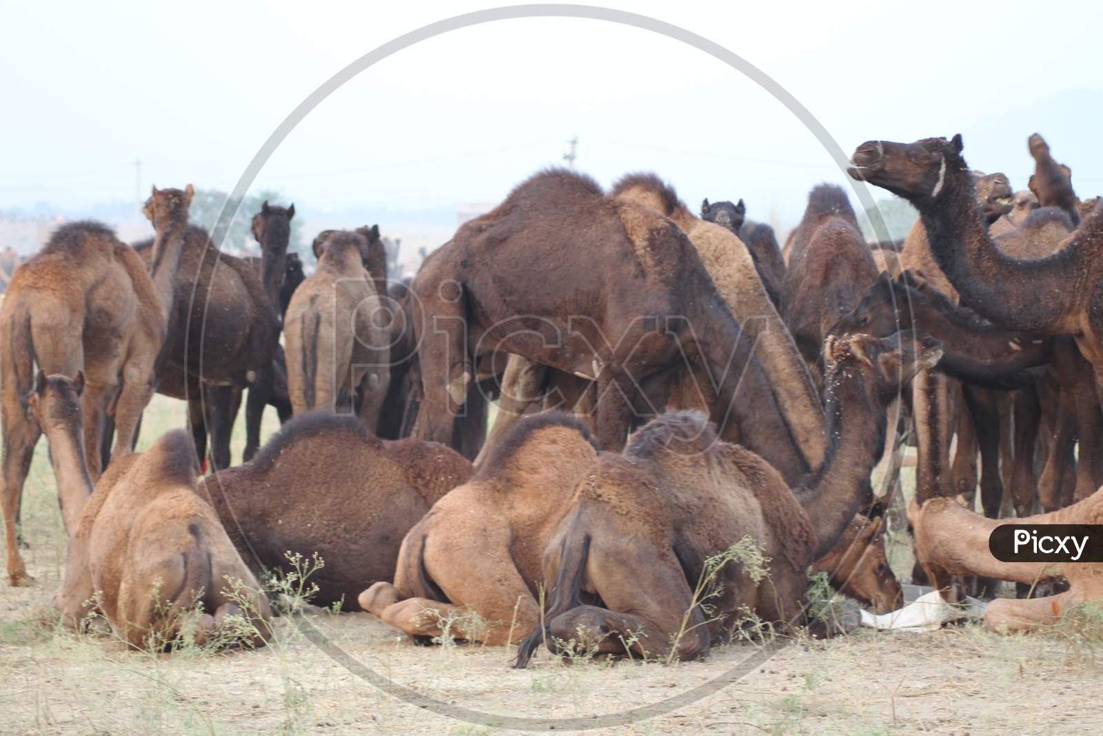 Camels in Pushkar Camel Fair, Rajasthan
