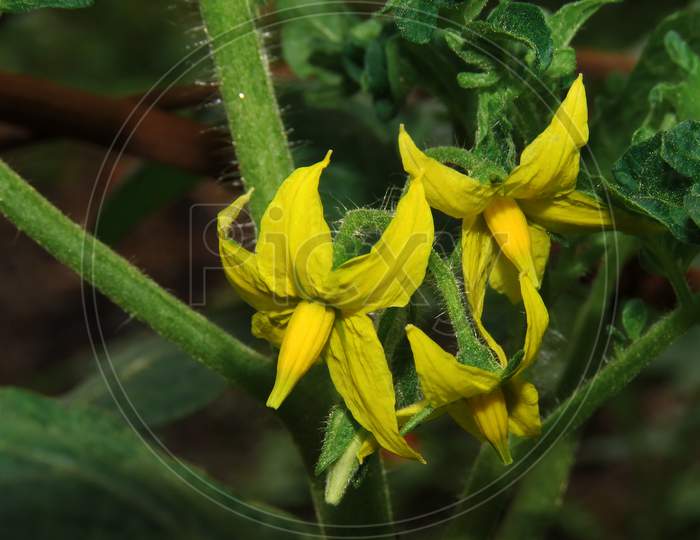 Tomato plant and Tomato Flowers,yellow flower in the garden,yellow  tomato flower