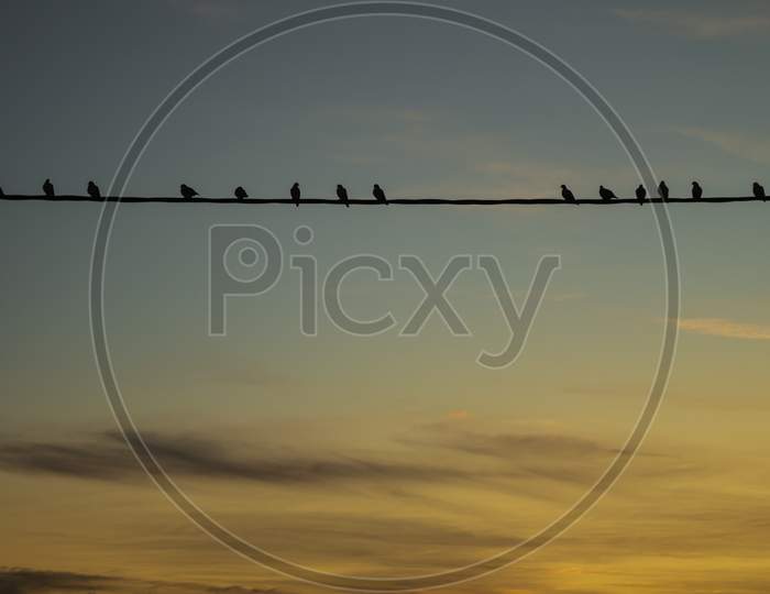 Many Birds On An Electricity Cable During Sunset. Large Free Space To Write.