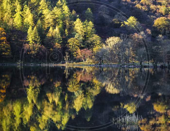 Vertical shot of trees reflecting on a calm Lake