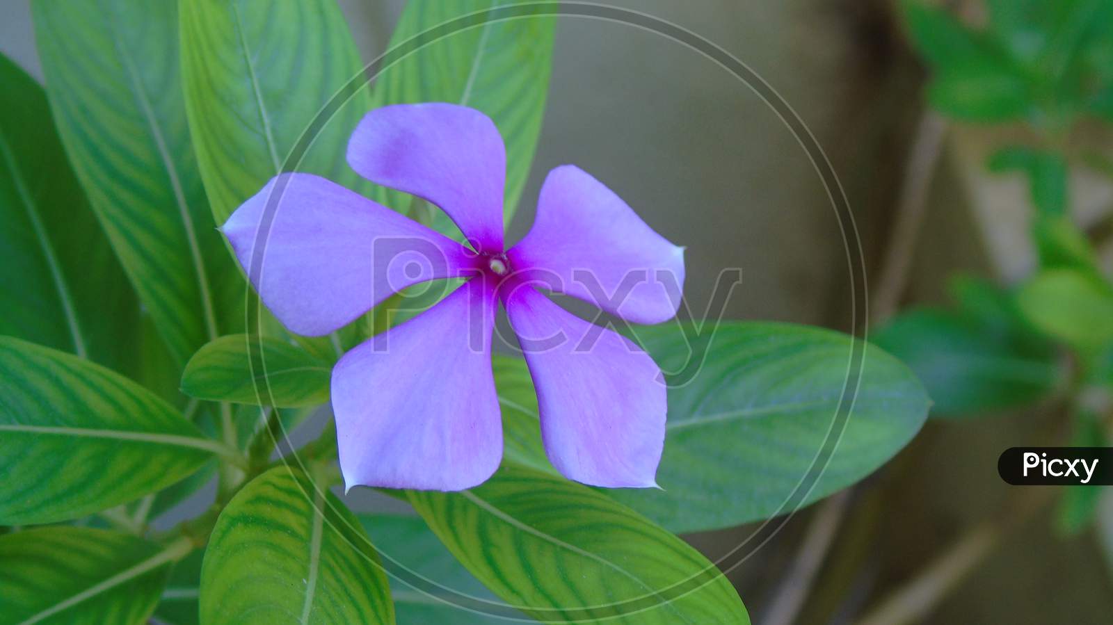 Purple cute flower