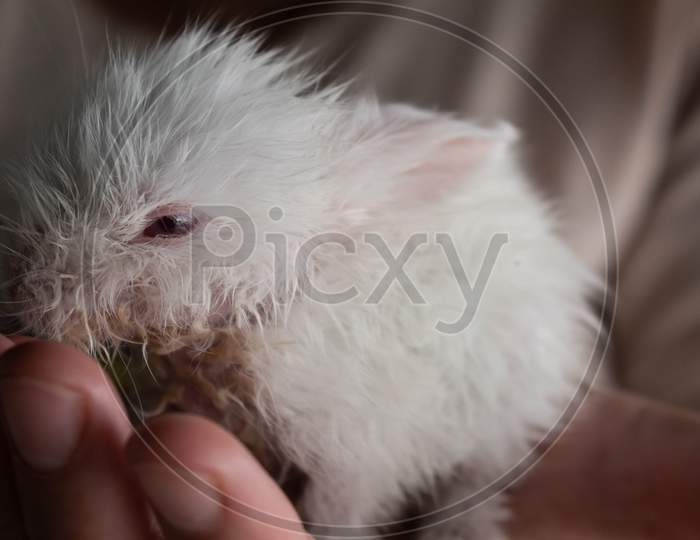 Small Premature White Rabbit In The Hands Of Its Owner.