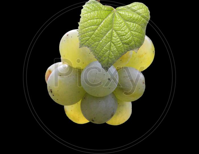 A bunch of grapes with a leaf isolated on a black background.