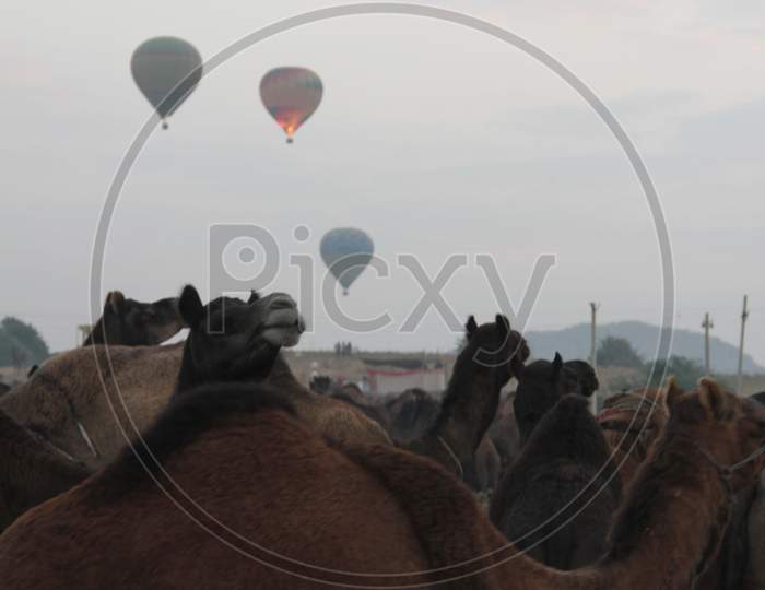 Herd of Camels in Pushkar Camel Fair, Rajasthan