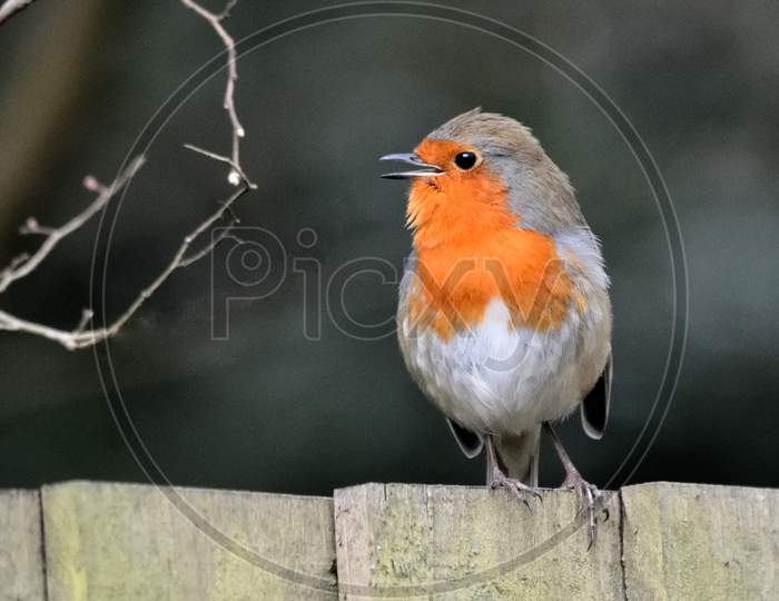 Robin on the Fence