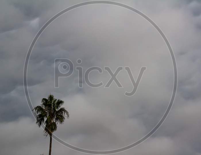 A Head Of A Palm Tree Behind A Huge Storm Clouds.