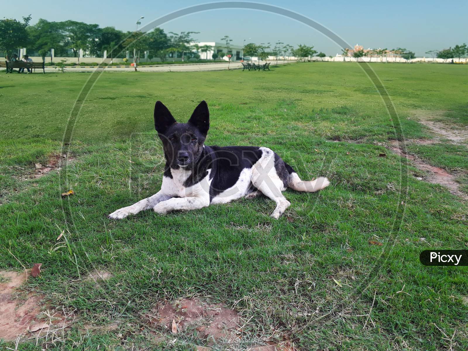 A little pet dog is sitting on green grass in a lawn or public garden | a cute puppy in black and white color