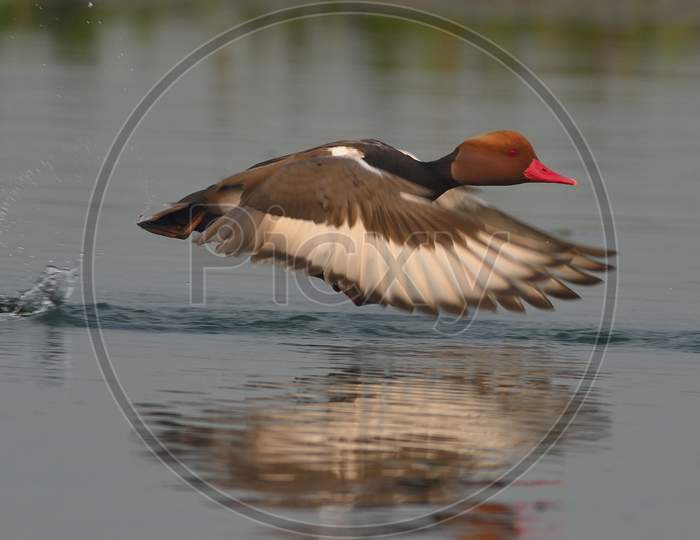 red crested pochard duck in a lake