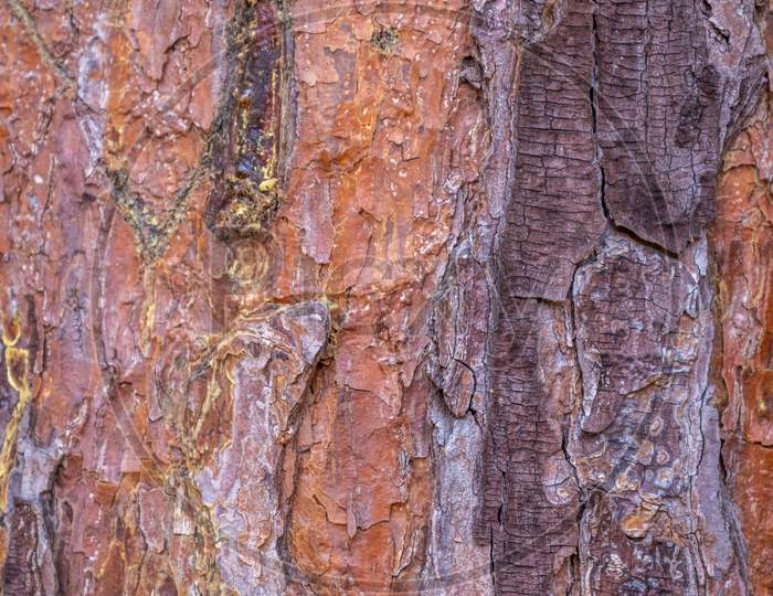 Wood Tree Colorful Skin