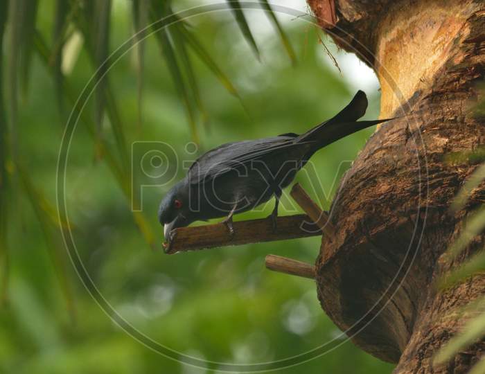 drongo bird in perch for food searching