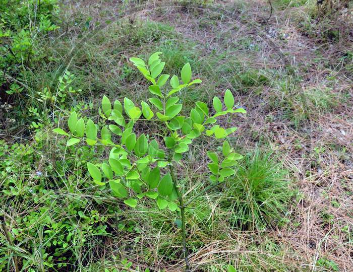 Small Plant In Forest Of Himachal Pradesh India 30
