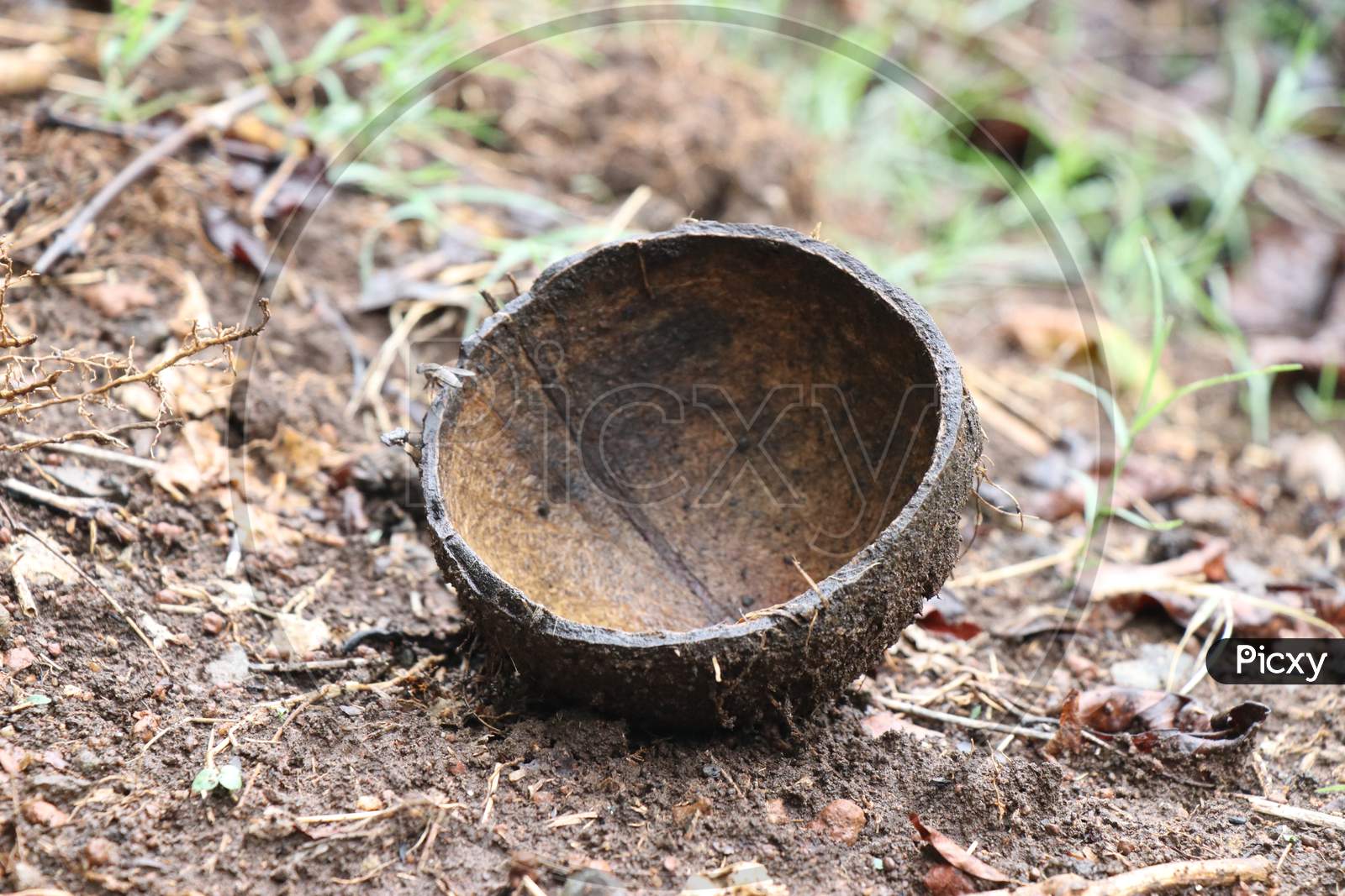 Empty Coconut Shell In Ground Which Is Thrown Away