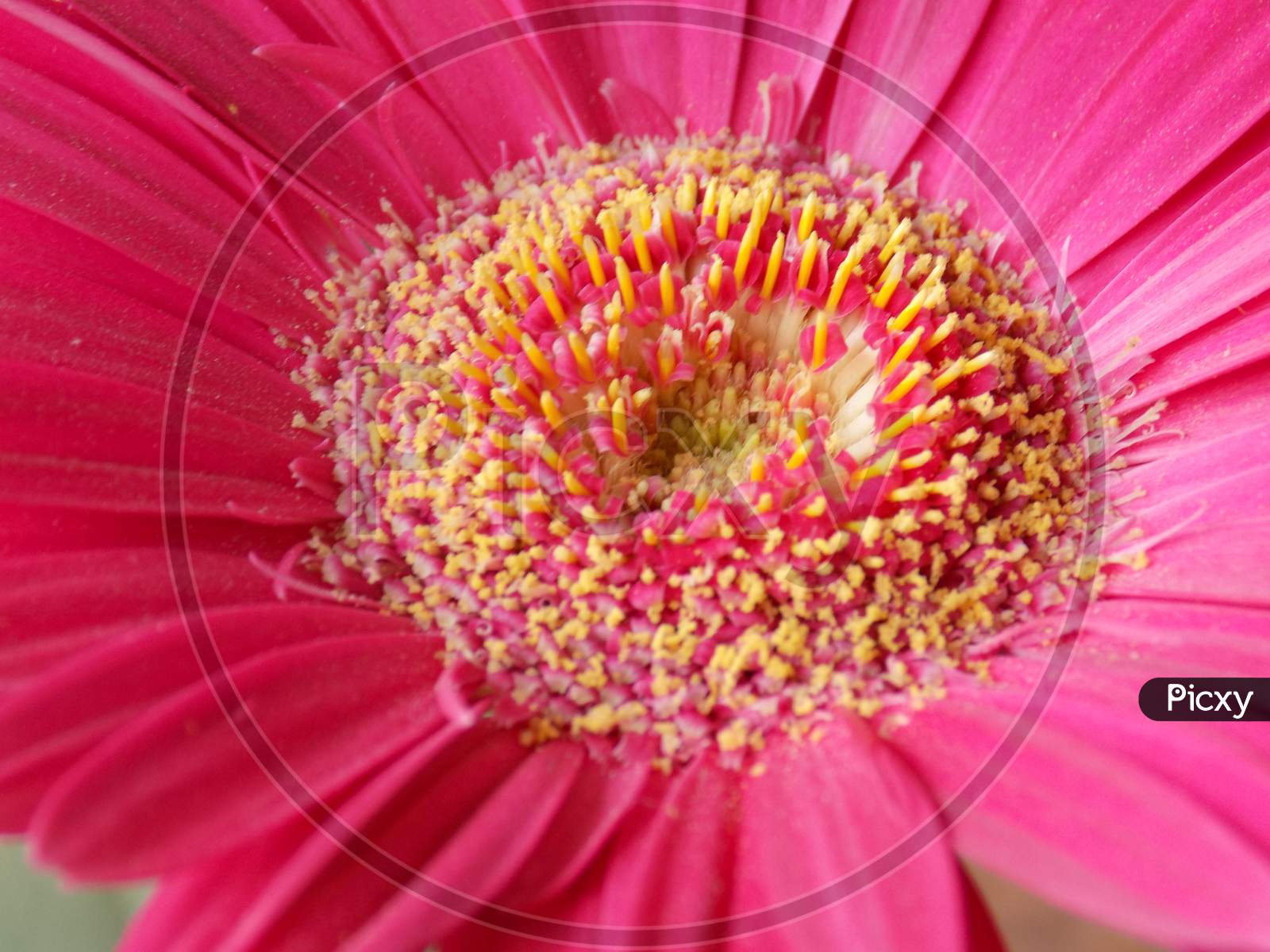 Zoomed image of flower