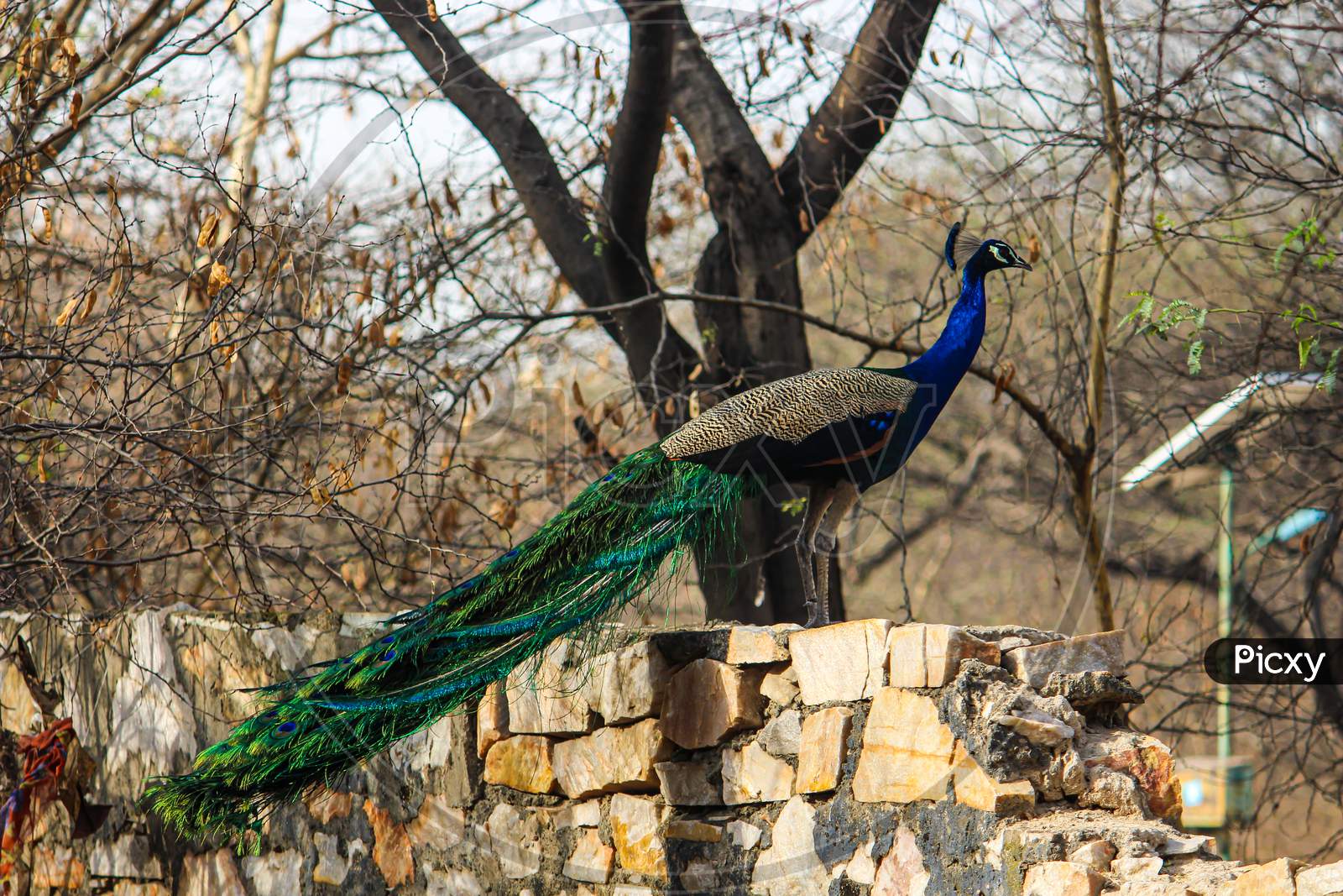 Pavo is a genus of two species in the pheasant family. The two species, along with the Congo peacock, are known as peafowl