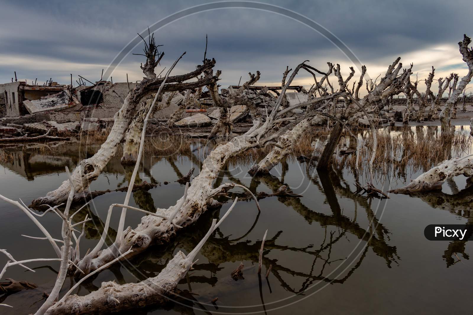 Dead Trees In The Abandoned City Of Epecuen. Flood That Destroyed The City And Left It In Ruins. Desolate Urban Landscape.