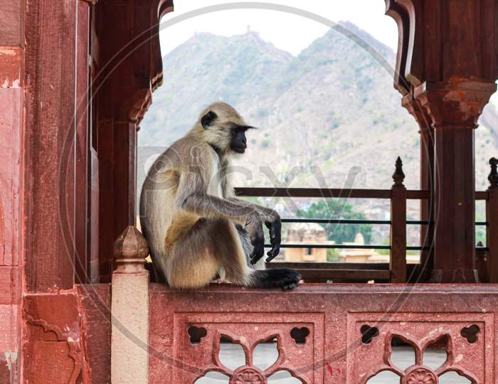 monkey sitting in old city
