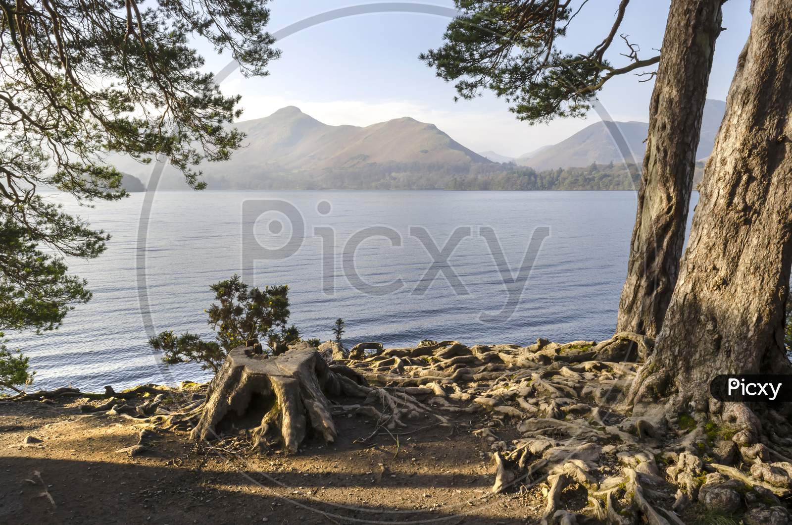 Tree roots at the side of Derwent water in Keswick.