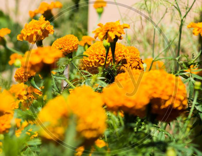 beautiful Marigold Flowers of yellow and orange color, genda phool