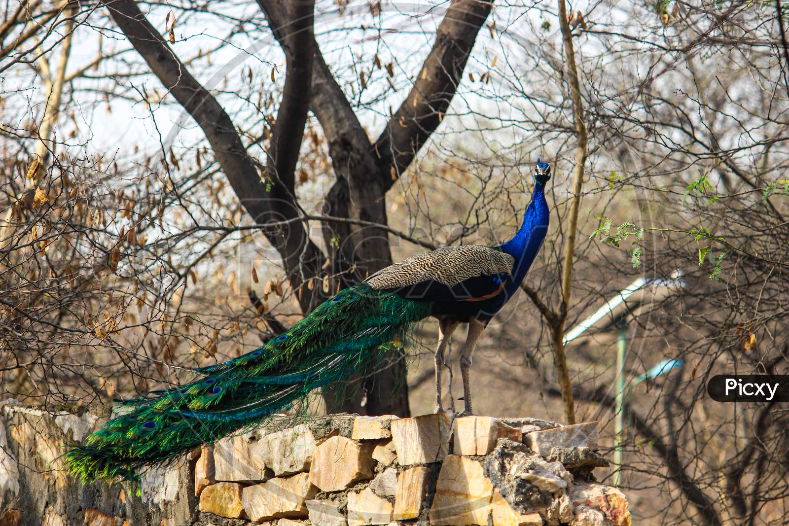 Pavo is a genus of two species in the pheasant family. The two species, along with the Congo peacock, are known as peafowl.