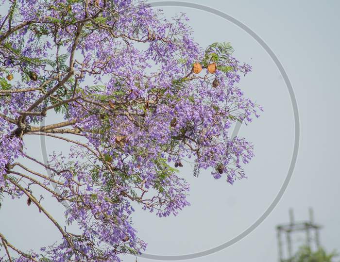 Purple Haze: Jacaranda tree purple flowers against blue sky