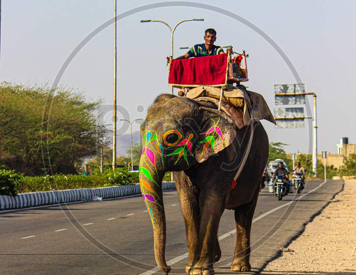 March 2018, nahargarh road, jaipur rajasthan india.Elephants are mammals of the family Elephantidae and the largest existing land animals.