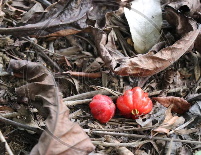 Wild Berry Which Is Ripen And Fell On The Ground Surrounded By Leaves