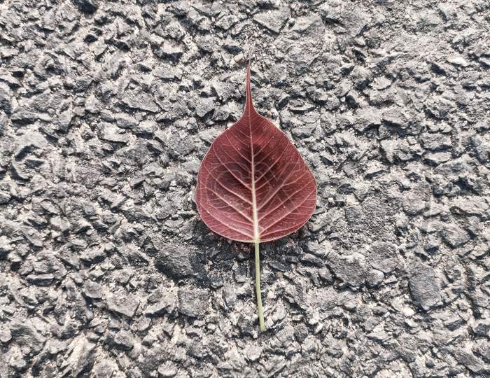 red leaf on stone background