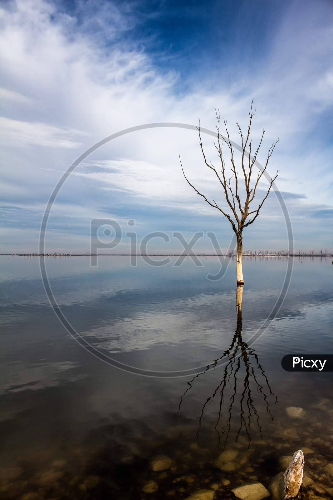 Dry Tree Submerged In The Lake.