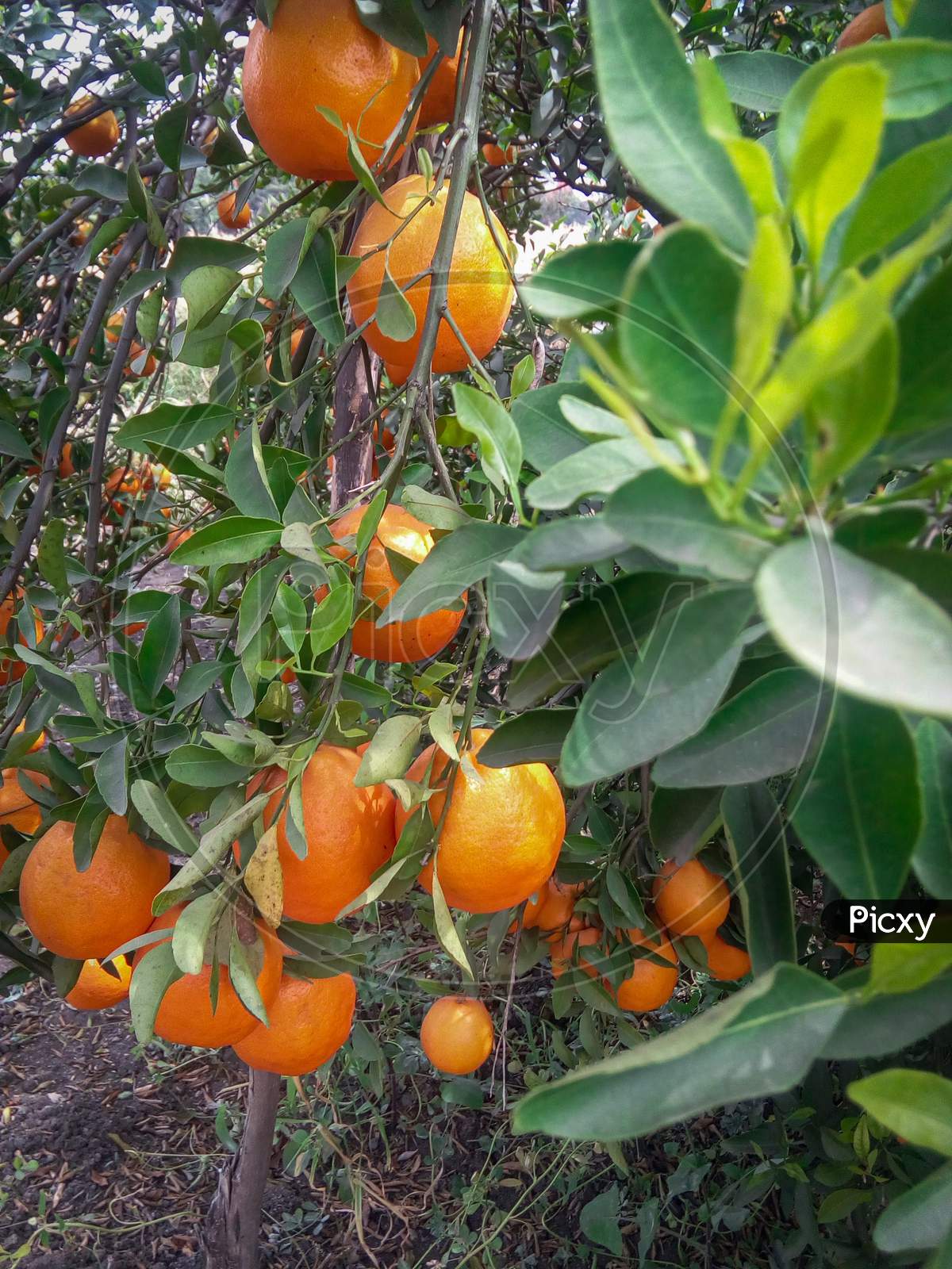 Orange fruit tree wallpaper - ( oranges tree )