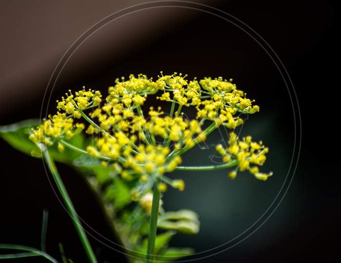 The mustard flower or plant is a plant species in the genera Brassica and Sinapis in the family Brassicaceae.
