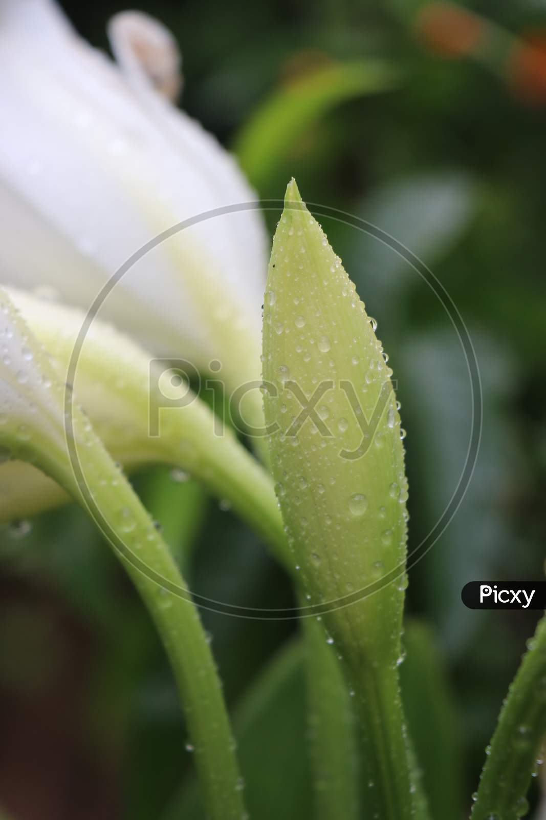Flower Bud Of White Tulip Flower Which Is Fresh And Having Dew Drops